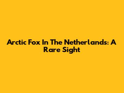 Arctic Fox In The Netherlands: A Rare Sight