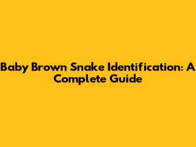 Baby Brown Snake Identification: A Complete Guide