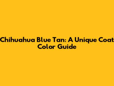 Chihuahua Blue Tan: A Unique Coat Color Guide
