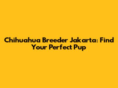 Chihuahua Breeder Jakarta: Find Your Perfect Pup