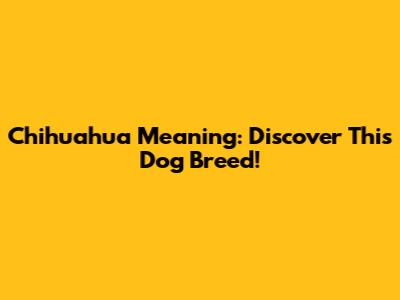 Chihuahua Meaning: Discover This Dog Breed!