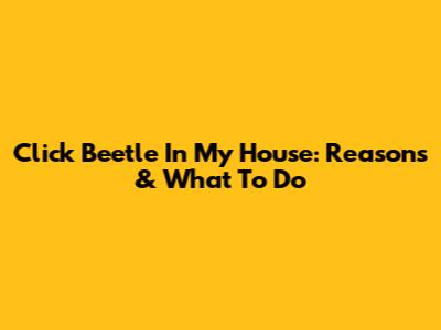 Click Beetle In My House: Reasons & What To Do