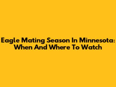 Eagle Mating Season In Minnesota: When And Where To Watch