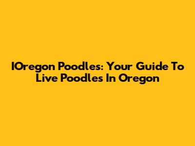 IOregon Poodles: Your Guide To Live Poodles In Oregon
