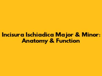 Incisura Ischiadica Major & Minor: Anatomy & Function