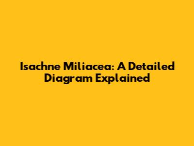 Isachne Miliacea: A Detailed Diagram Explained