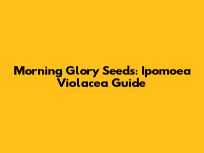 Morning Glory Seeds: Ipomoea Violacea Guide