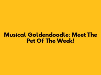 Musical Goldendoodle: Meet The Pet Of The Week!