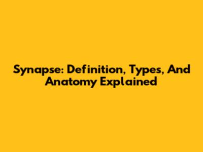 Synapse: Definition, Types, And Anatomy Explained