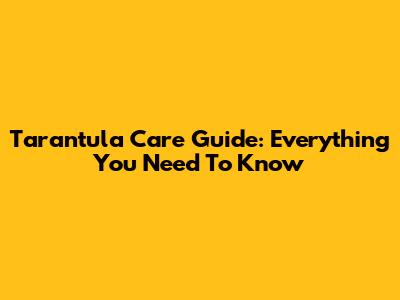 Tarantula Care Guide: Everything You Need To Know